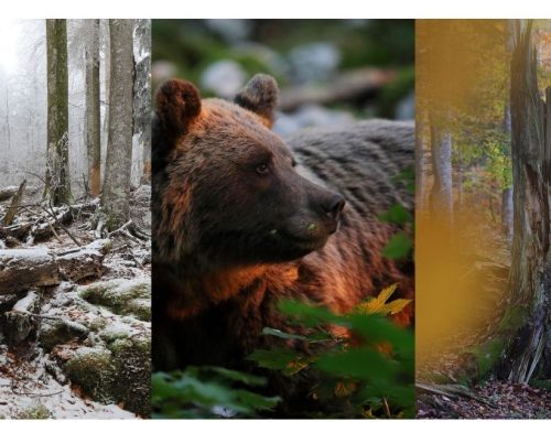 Iskanje divjega -moja odkrivanja kočevske narave, fotografska razstava Petre Draškovič Pelc